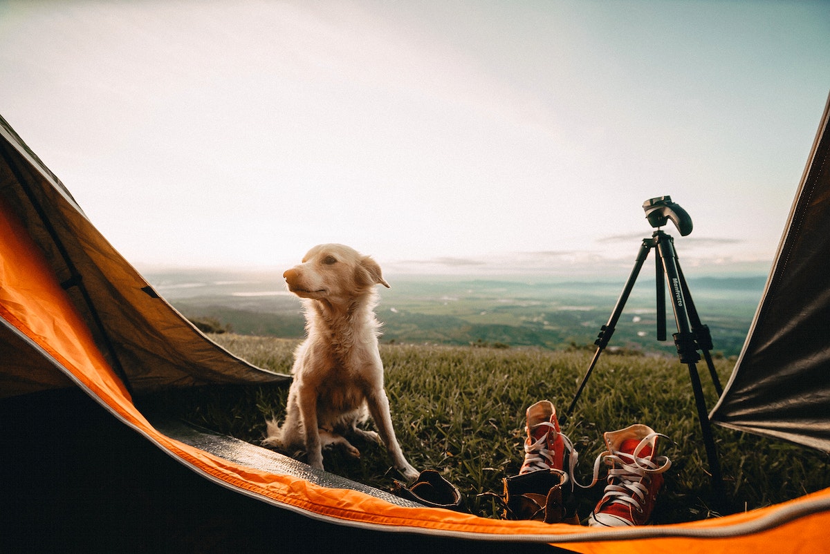 camping-with-your-dog-tips-and-gear-recommendations-mikri-camping-store